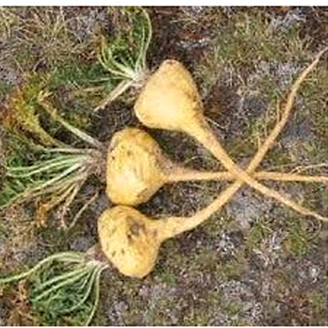 Maca Vegetable Seeds for Planting [neera-v5-09f3a5a36f6c2a5c5c2f]