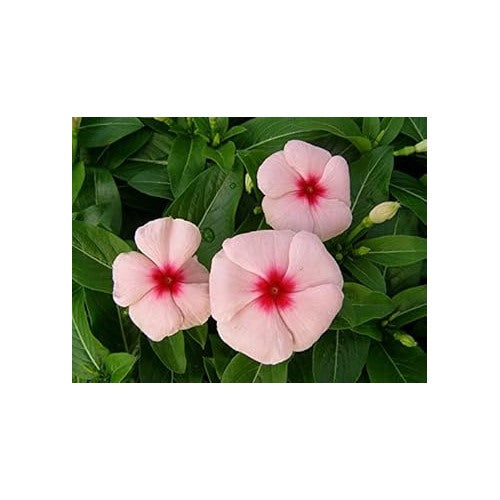 Heirloom Non-GMO Vinca Flower Seeds [neera-v5-09f8e7c4ba5ea138edb5]