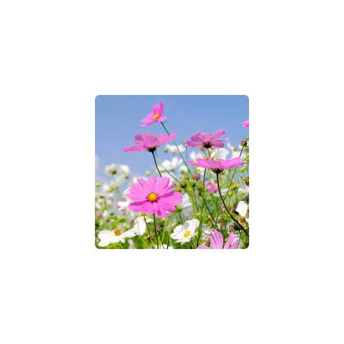 Pinkie Cosmos Sensation Flower Seeds for Garden [neera-v5-09ffafafa769b2680d49]