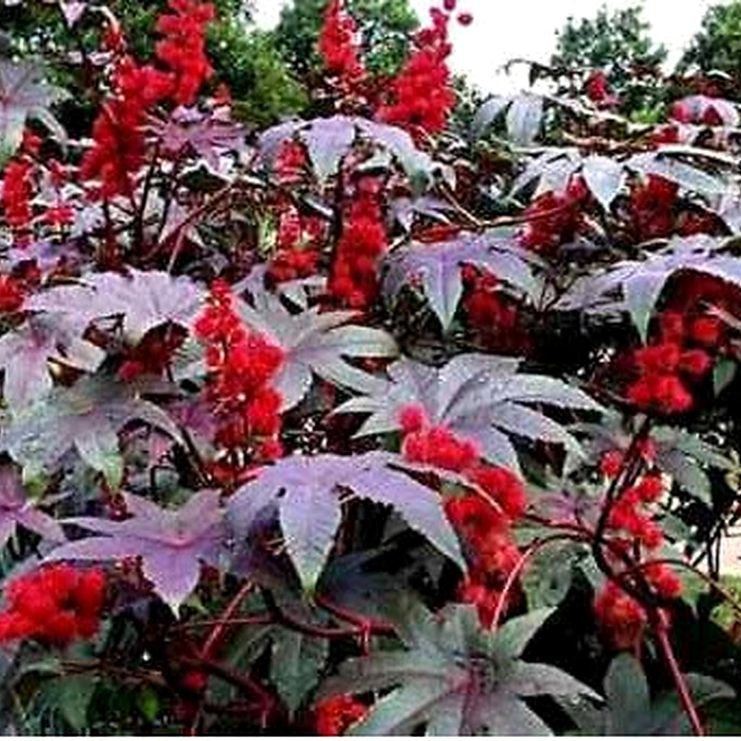 Red Impala Wonder Tree Planting Organic Usa Planting Ships Free Heirloom Non Gmo Flower [neera-v5-0a031042aa1834ec8c23]