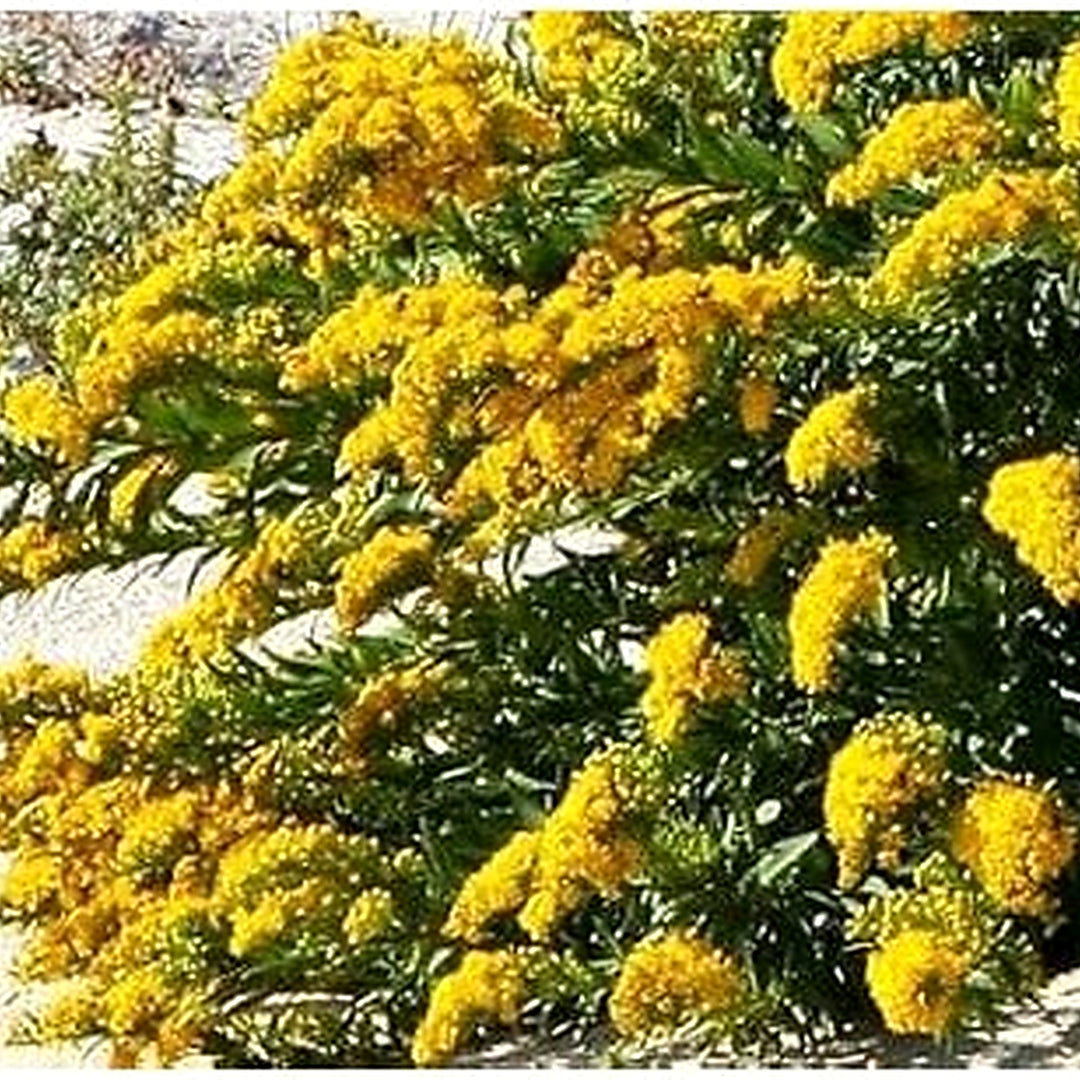 Solidago Canadensis Flower Seeds for Planting [neera-v5-0a0541a7ea4263296bab]