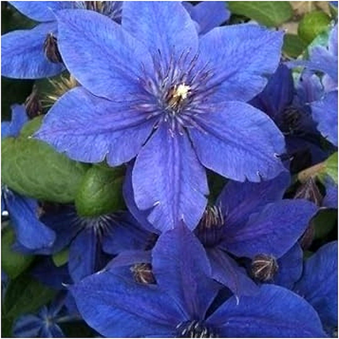 Heirloom Non-GMO Violet Clematis Flower Seeds [neera-v5-0a08722ac2658c4d18ce]