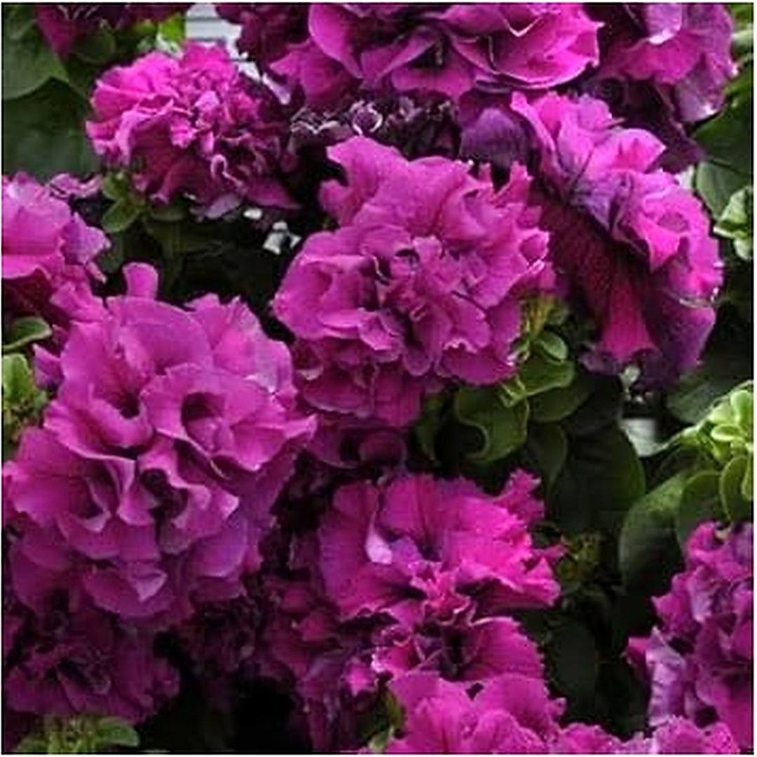 Dark Purple Double Petunia Seeds for Planting [neera-v5-0a1c7d28504e6feb2863]