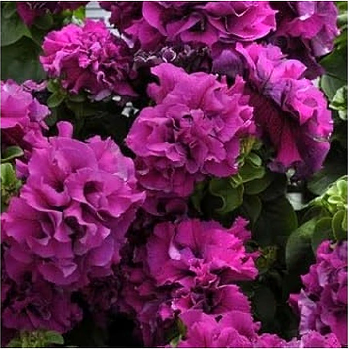 Dark Purple Double Petunia Seeds for Planting [neera-v5-0a1c7d28504e6feb2863]
