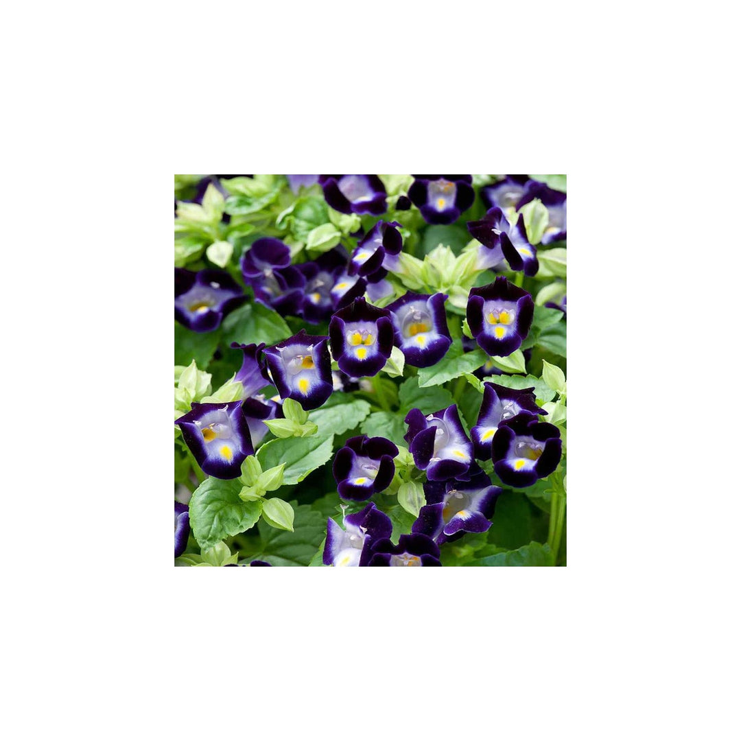 Blue Organic Heirloom Non Gmo Deep Torenia For Planting Garden Blooms Flower Seeds for Home Garden [neera-v5-0a2c976b101703251533]