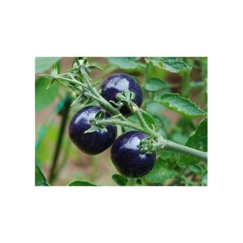 Blue Indigo Rose Tomato Seeds for Planting [neera-v5-0a32f8665e7fb61ebf37]