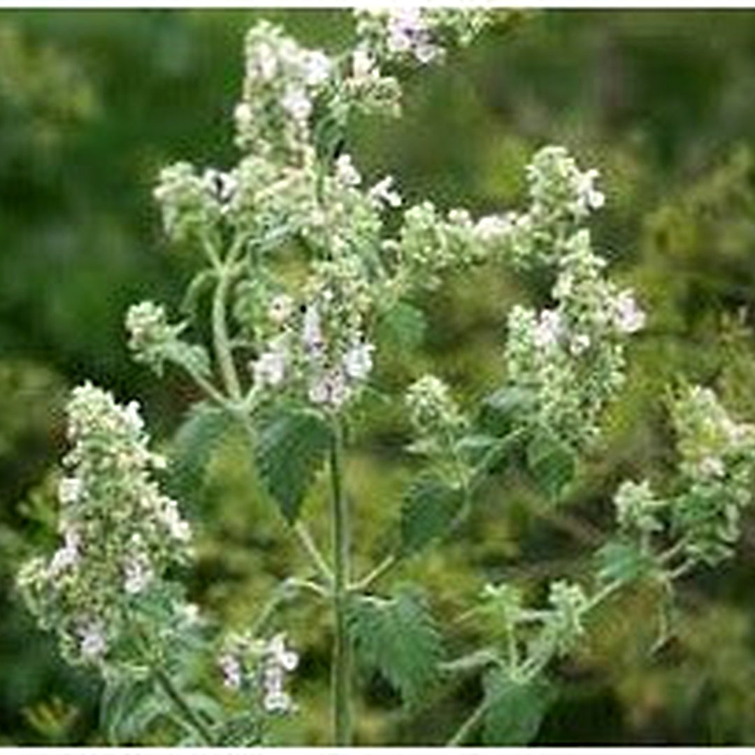 Lemon Catnip (Nepeta citriodora) Herb Seeds for Planting [neera-v5-0a3f153c5721c62a0c8c]