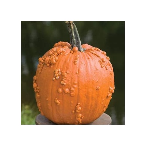 Knucklehead Pumpkin Seeds for Planting [neera-v5-0a424c1c177d2bfcc721]
