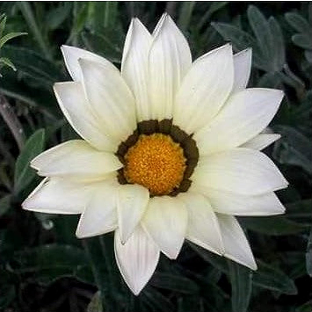 White Gazania Seeds for Planting [neera-v5-0a4477f5dd85f55cb9f4]