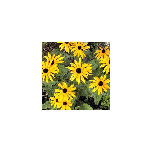 Black Eyed Susan Rudbeckia Flower Seeds for Planting-Heirloom & Non-GMO Seeds for planting [neera-v5-0a4749a3ab8dced50cc1]