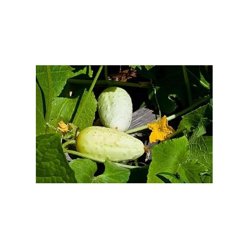 Blonde Cucumber Seeds for Planting [neera-v5-0a66b93526138ed373ed]