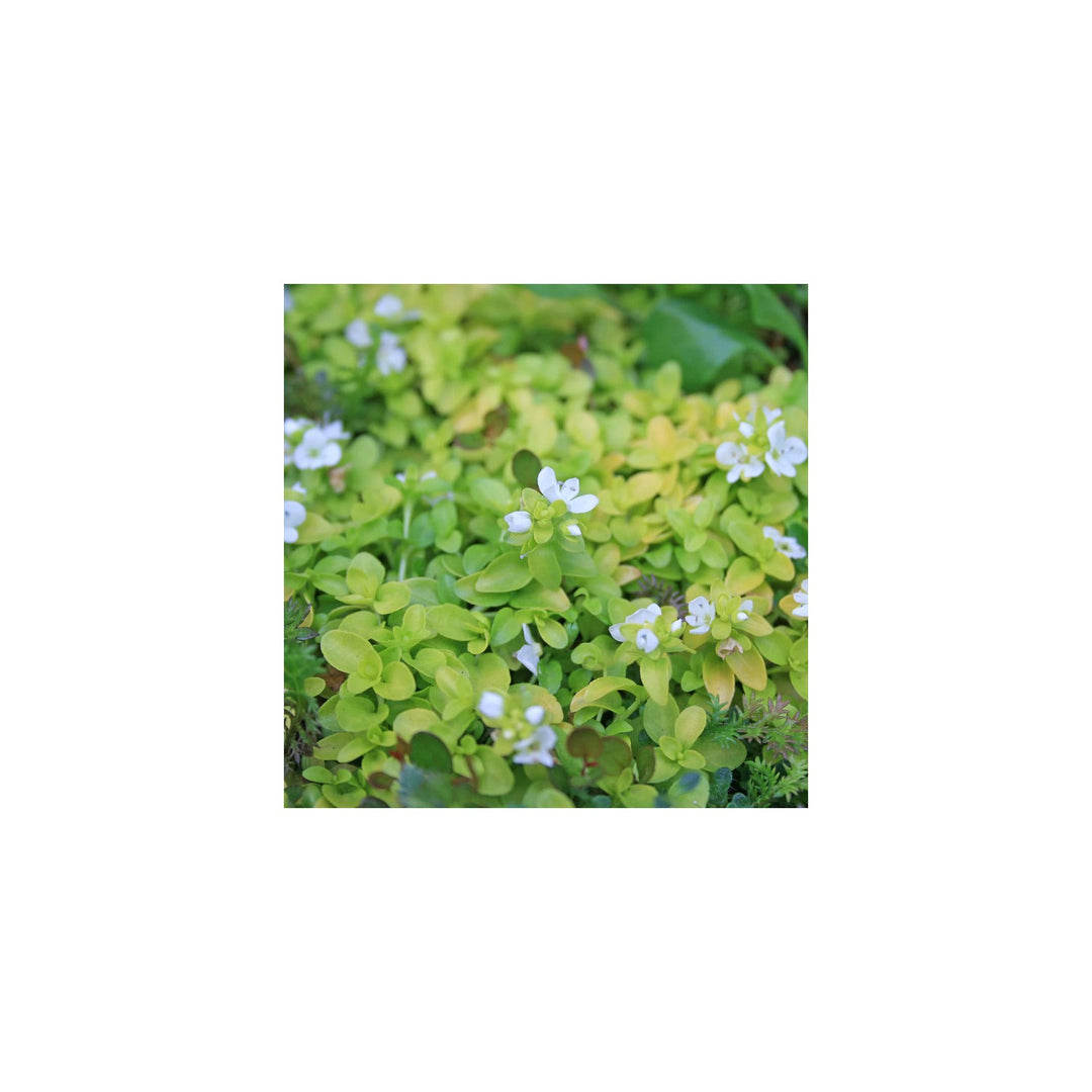 Green Heirloom Non Gmo Veronica Repens Plant Ground Cover And Rock Garden Planting Flower Seeds [neera-v5-0a699e2ed282d088ebf3]
