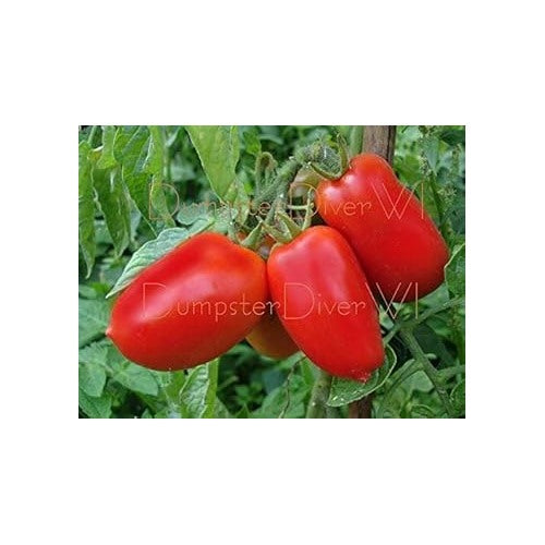 Red Marzano Tomato Seeds for Planting [neera-v5-0a6a9045fe5adbf20e7a]