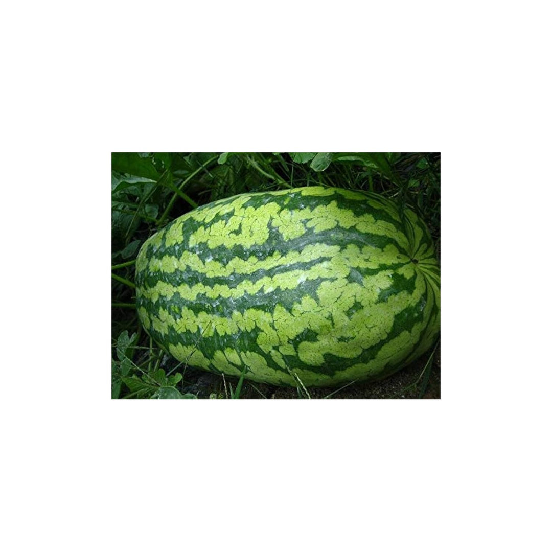 Carolina Cross Watermelon Seeds for Planting (Citrullus lanatus) [neera-v5-0a871ce9302aad452a27]
