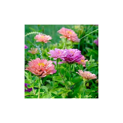 Zinnia Art Deco Fiore Mix For Stylish Colorful Zinnia Blooms Flower Seeds for Home Garden Planting, [neera-v5-0a8917a5eacba0df3be2]