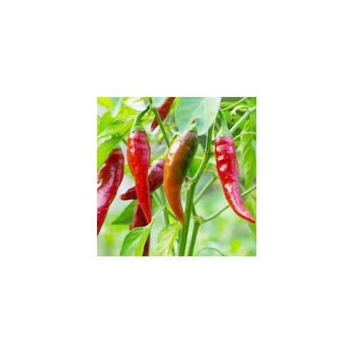 Thai Dragon Chili Pepper Seeds for Planting [neera-v5-0a912cb224b4cba1e8ed]