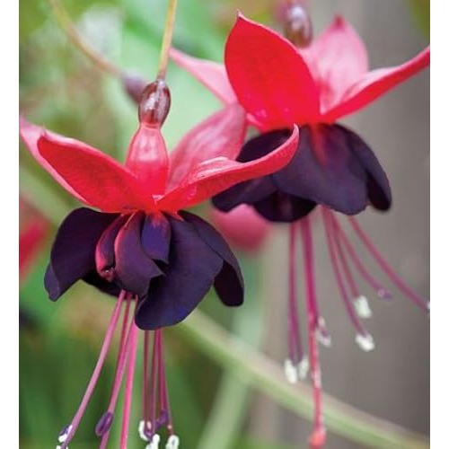 Heirloom Red Black Fuchsia Flower Seeds [neera-v5-0a97f2759b7c8f86c1bb]