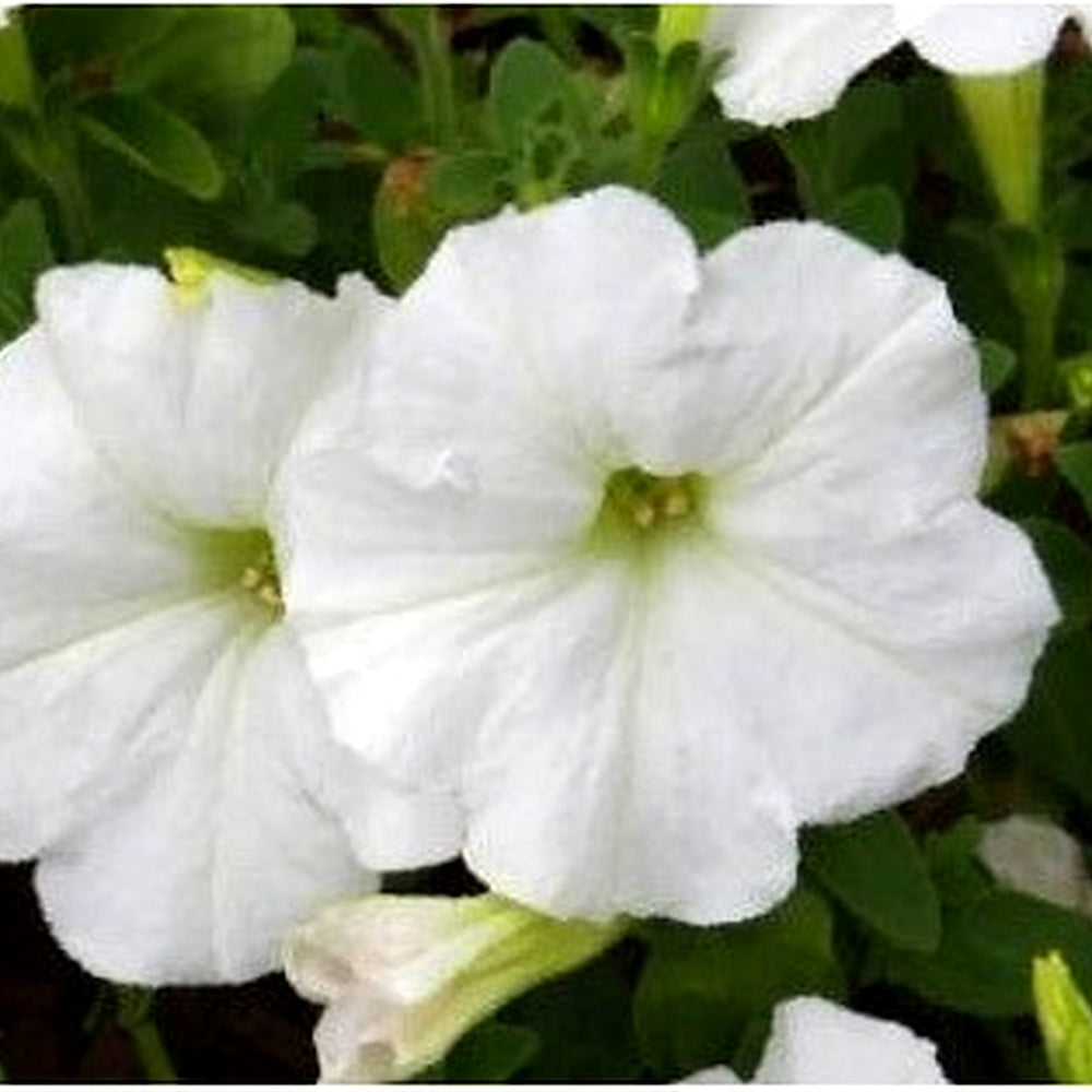 White Petunia Grandiflora Seeds [neera-v5-0ab5bd35ad90221f2693]