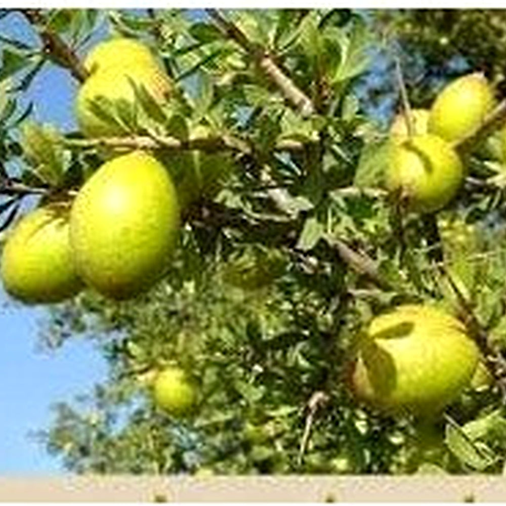 Argania Fruit Seeds [neera-v5-0ab70d7f29941cab920d]
