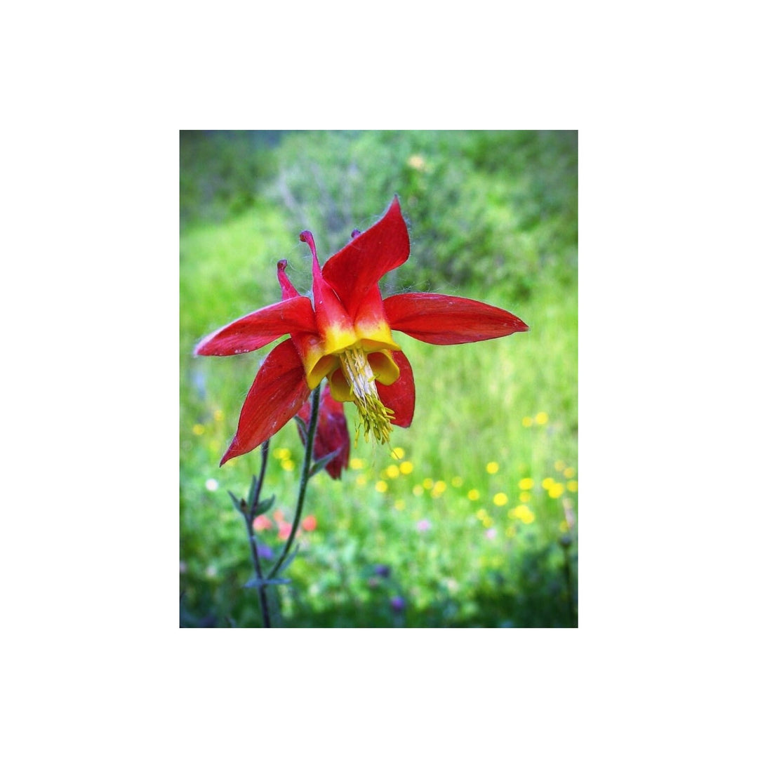 Canadian Columbine Aquilegia Canadensis Flower For Shaded Backyard And Cottage Garden Planting [neera-v5-0abb453654cc167156ae]