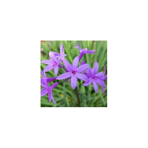 Heirloom Non-GMO Tulbaghia Flower Seeds for Planting [neera-v5-0abd30e94a3572579e94]