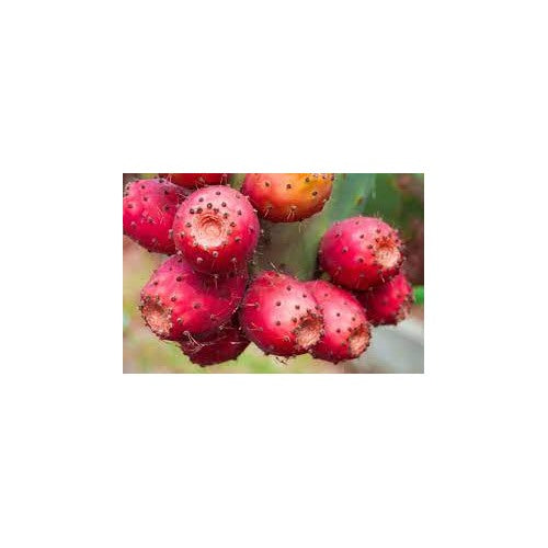 Cactus Pear Seeds for Planting [neera-v5-0ac16920421d4a384398]