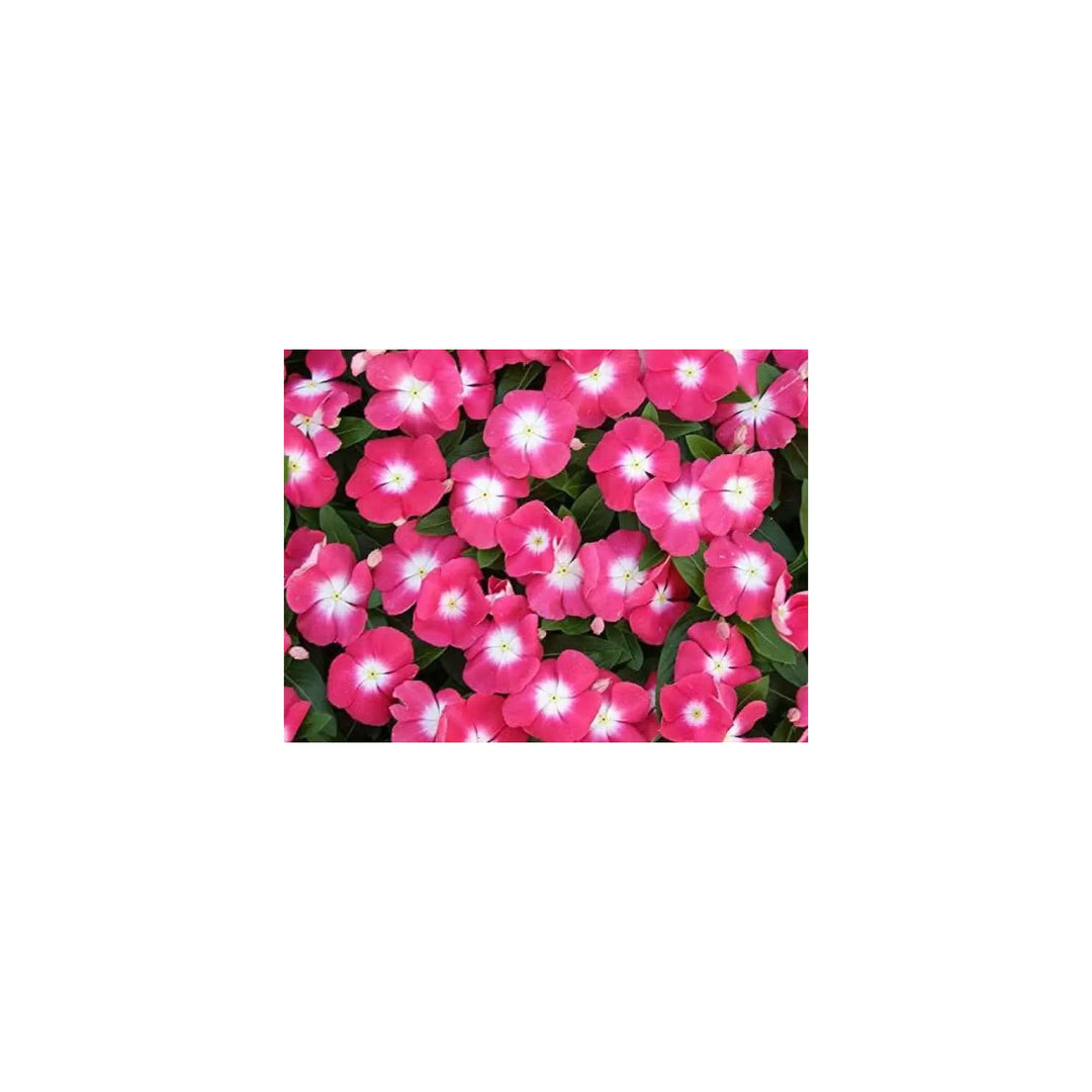 Heirloom Non Gmo Vinca Victory Flower For Planting Hardy Blooming Ground Cover For Sunny Gardens [neera-v5-0ac3c6c7eaba380364be]