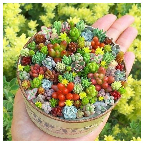 Mixed Schoenlandii Cereiformis Plant Seeds for Planting | Heirloom, Non-GMO, High Germination Organic Garden Seeds [neera-v5-0acb81af1d92a504fffc]