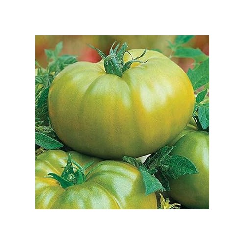 Green Giant Monster Tomato Seeds for Planting [neera-v5-0acfec7e565b400b3926]