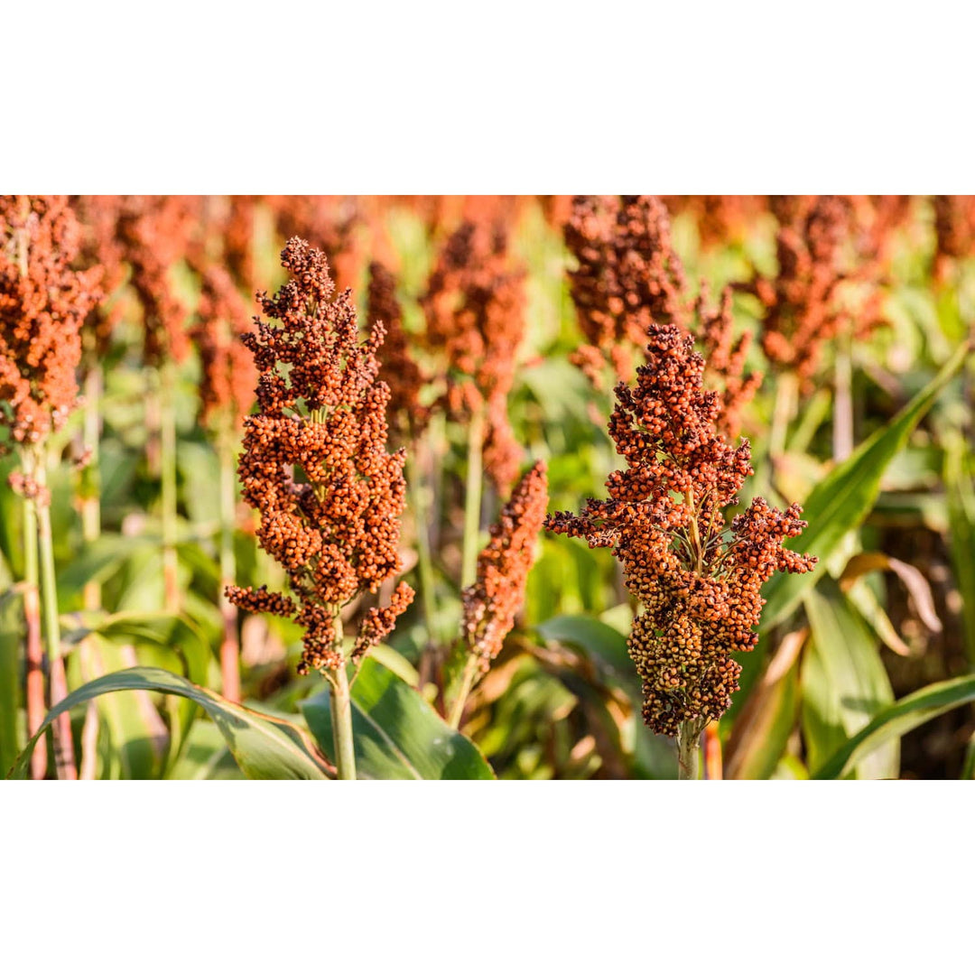 Heirloom Sorghum Flower Non Gmo Ornamental Grass Blooms Garden And Landscape Planting Flower [neera-v5-0af6cd371e01c54bfd4e]
