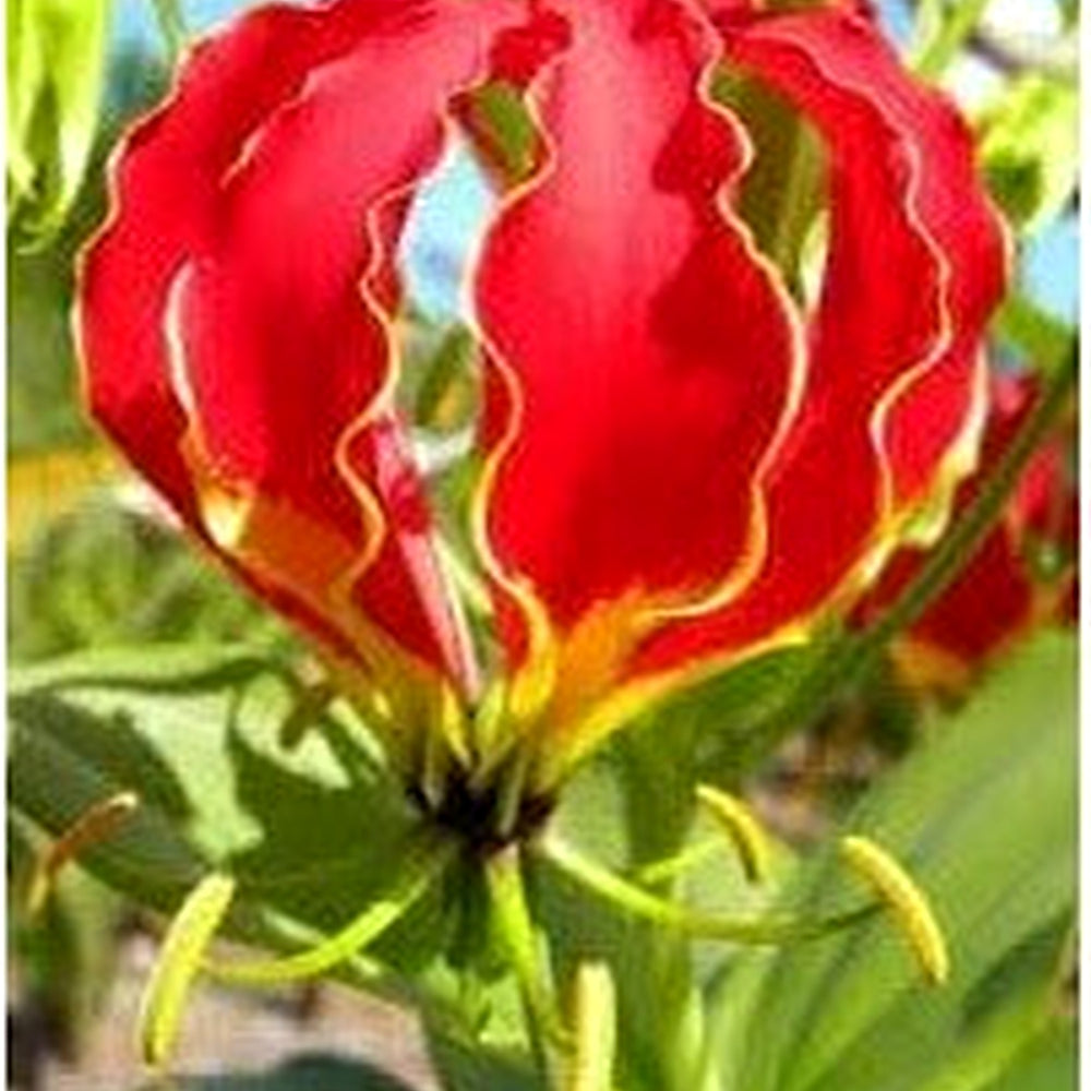 Gloriosa Flower Seeds for Planting [neera-v5-0afae2ac987ad7a9ff2b]