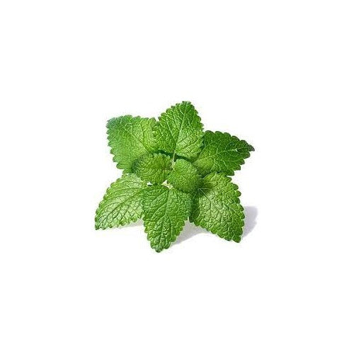 Green Lemon Mint Plant Seeds for Planting [neera-v5-0b119a826b7bd8ce8c43]