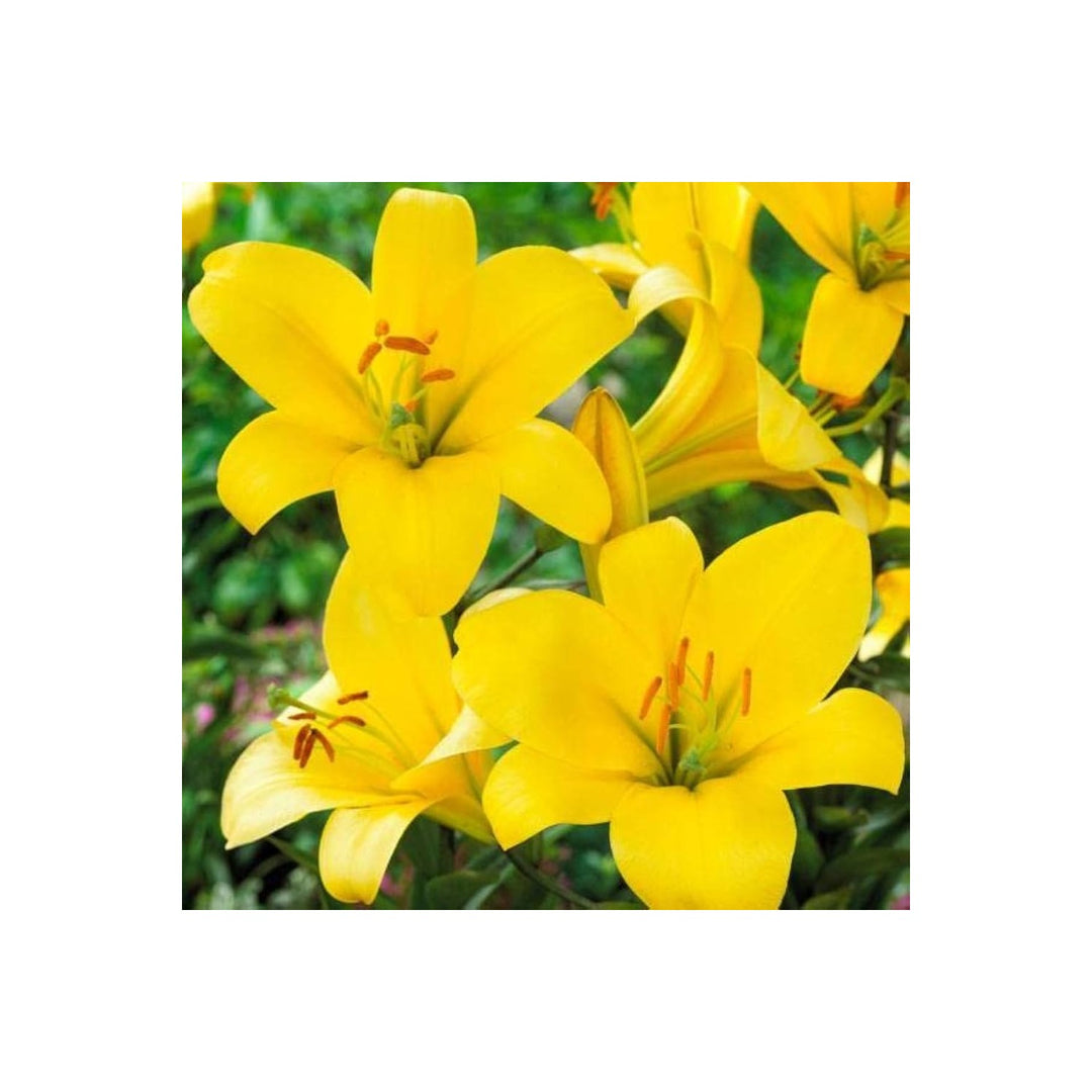 Lily Lilium Longiflorum Perfume Flower For Planting Ideal For Fragrant Backyard Borders Pots [neera-v5-0b158567f05fd40609db]