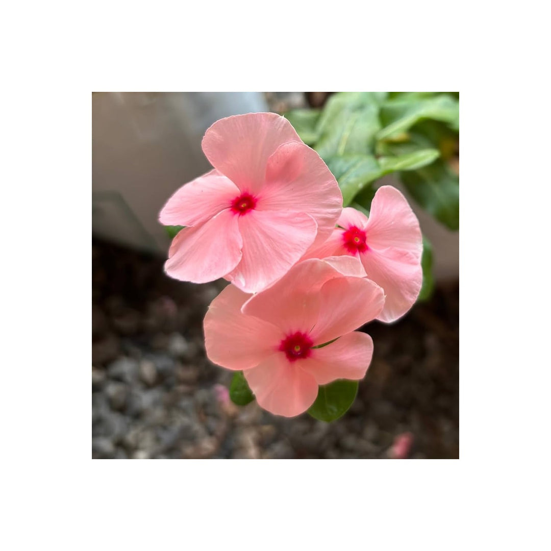 Pink Heirloom Non Gmo Vinca Periwinkle Flower Light Blooms For Planting Flower Seeds for Home [neera-v5-0b1ea4f161b37086e7f7]