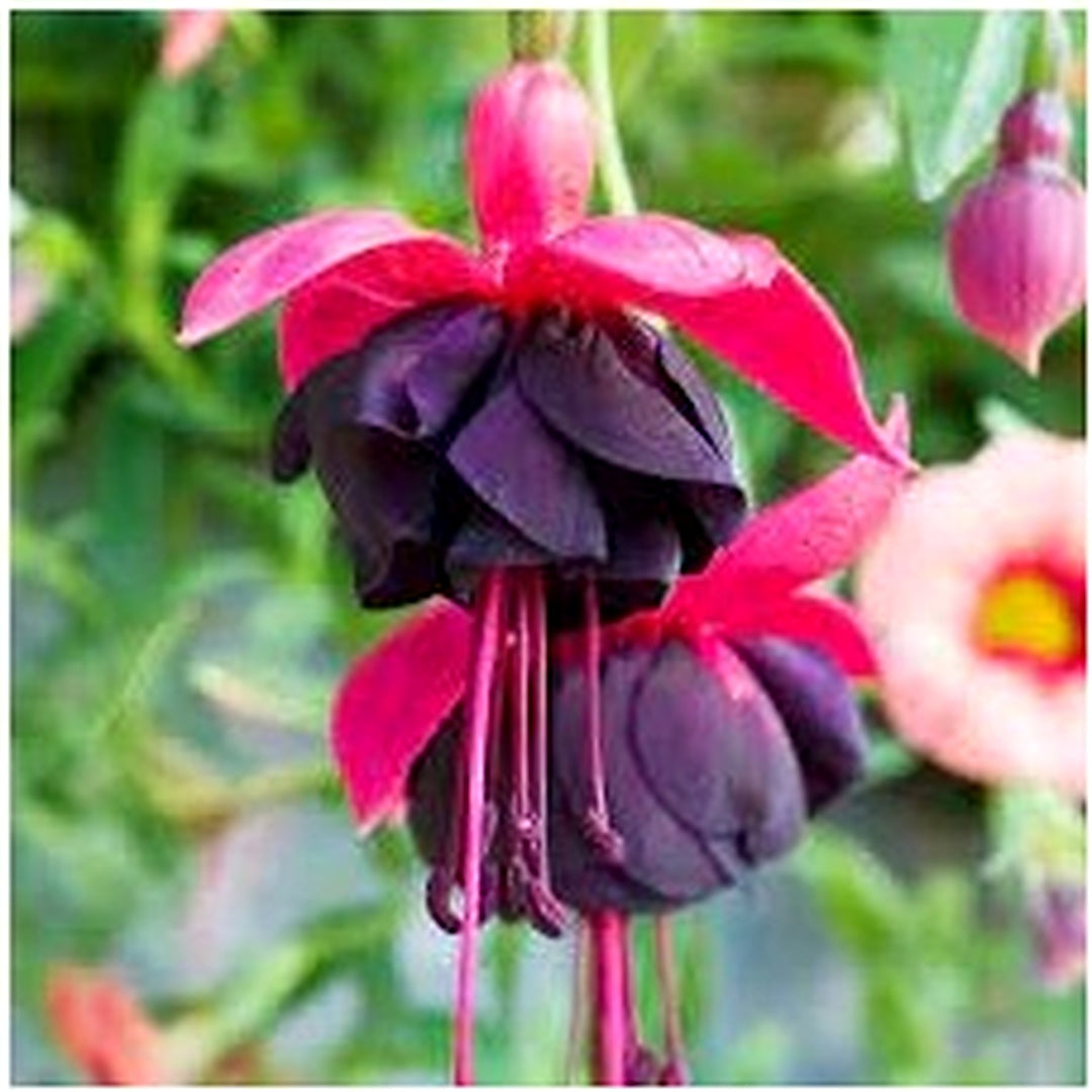 Heirloom Red Black Fuchsia Flower Seeds [neera-v5-0b201da1f54b6842299b]