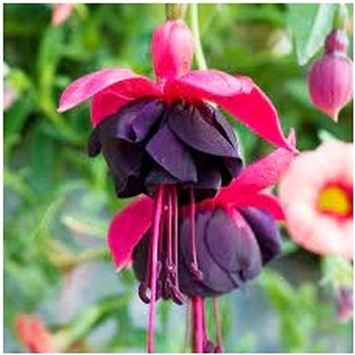 Heirloom Red Black Fuchsia Flower Seeds [neera-v5-0b201da1f54b6842299b]