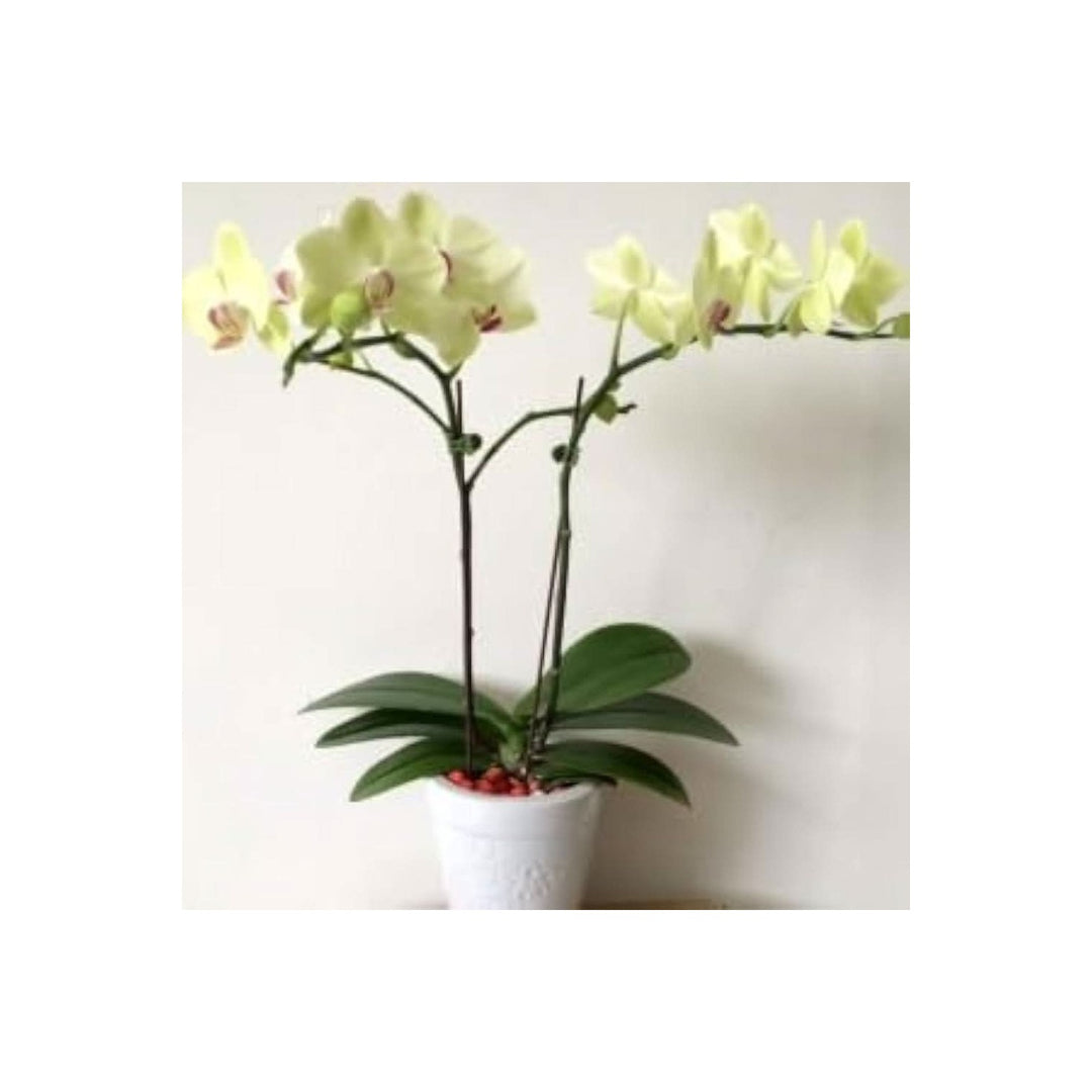 Green Hydroponic Phalaenopsis Orchid Plant Flower Seeds for Home Garden Planting, Lush Organic [neera-v5-0b269115c31677d065fe]