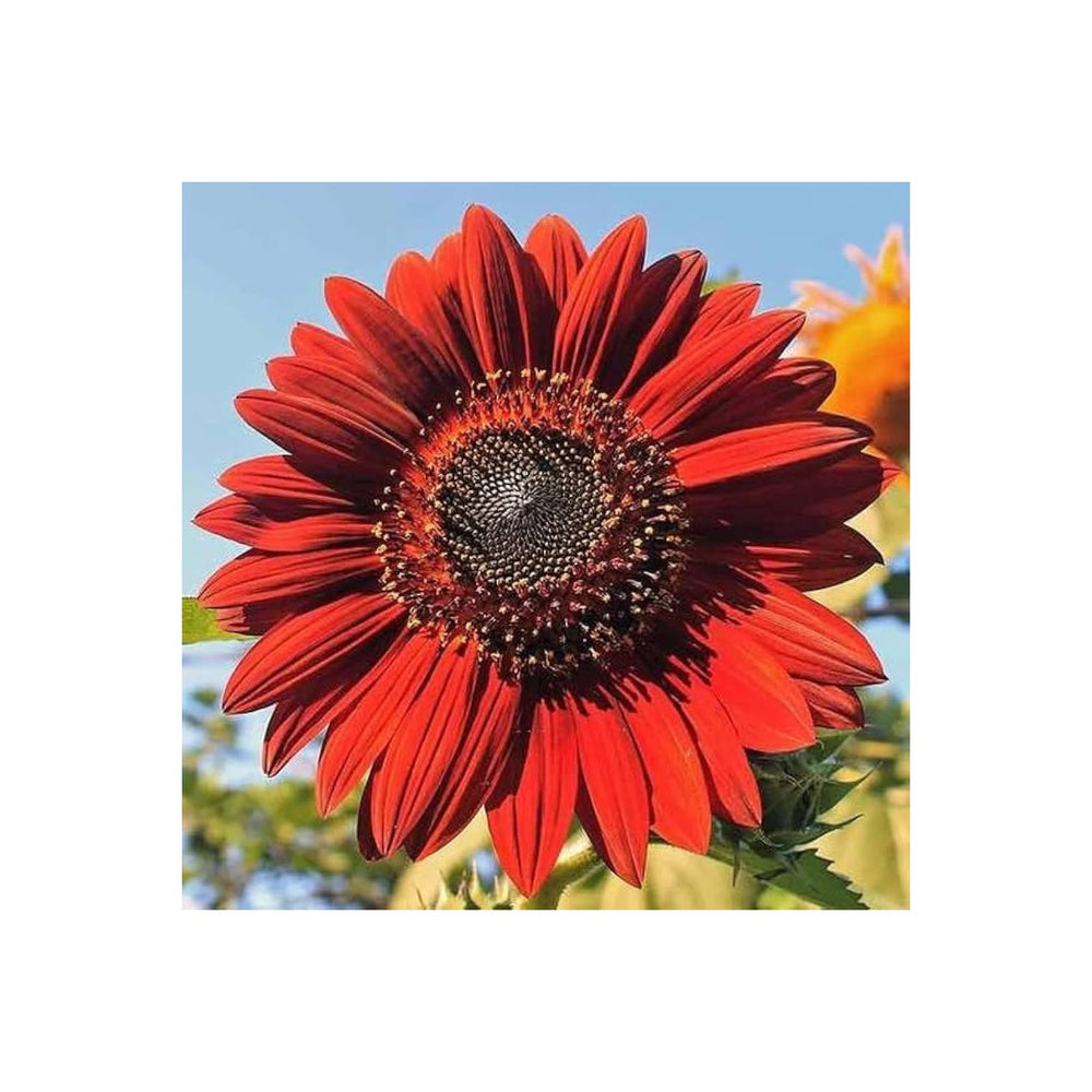 Red Sunflower For Planting Bright Ornamental Blooms Non Gmo Garden Flower Flower Seeds for Home [neera-v5-0b2e36ea47dc47113125]