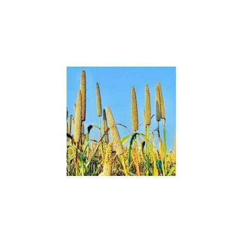 Pearl Millet Seeds for Planting [neera-v5-0b2ed0df530e4baccf6b]
