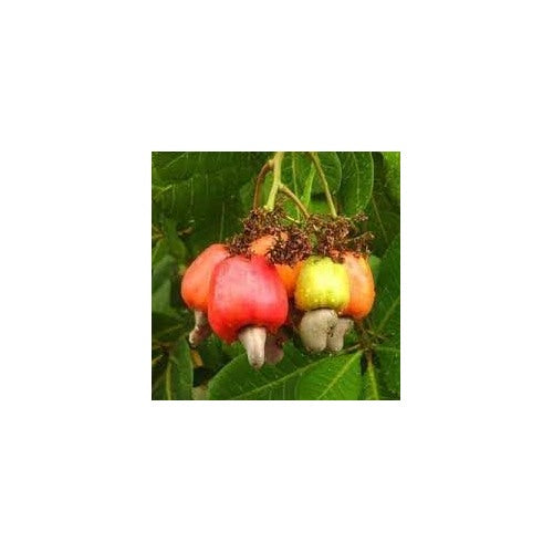 Green Cucumis Melo Fruit Seeds for Planting | Heirloom Non-GMO Organic Seeds for Refreshing, Sweet Garden Melons [neera-v5-0b307e27fa07c11db399]