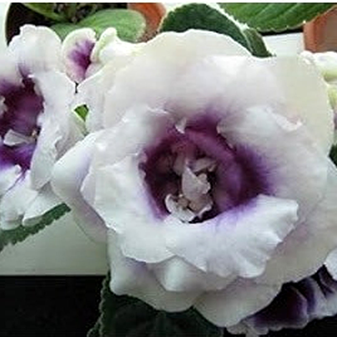 White Brazilian Gloxinia Flower Seeds for Planting [neera-v5-0b334a2fb359511f6c97]