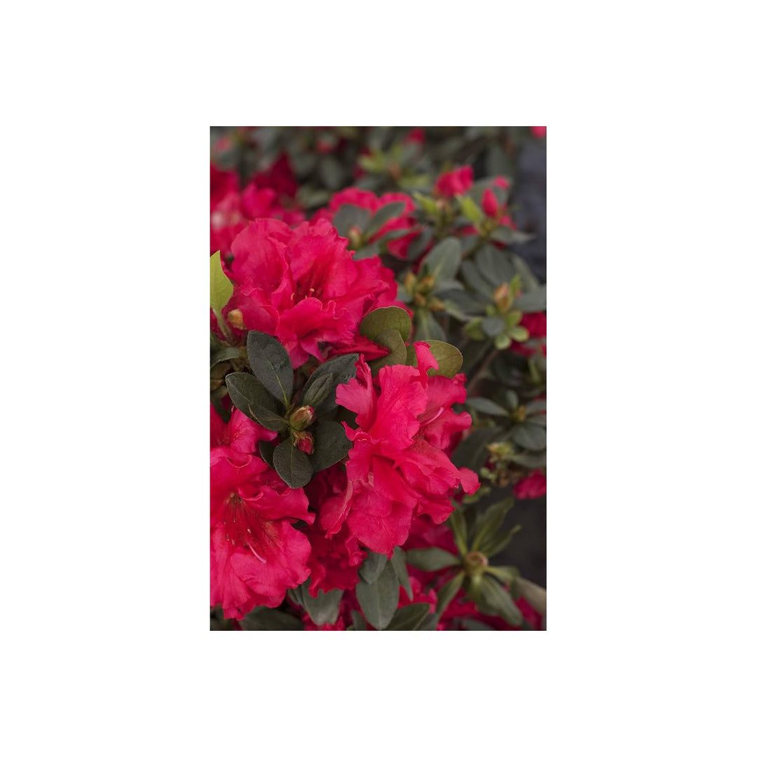 Azalea Rhododendron Spp Flower For Planting In Home Garden Borders Or Shaded Lscaping Flower [neera-v5-0b3aff225a45acc1f84a]
