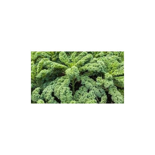 Heirloom Non-GMO Kale Seeds for Planting [neera-v5-0b44784dd9f783e12712]