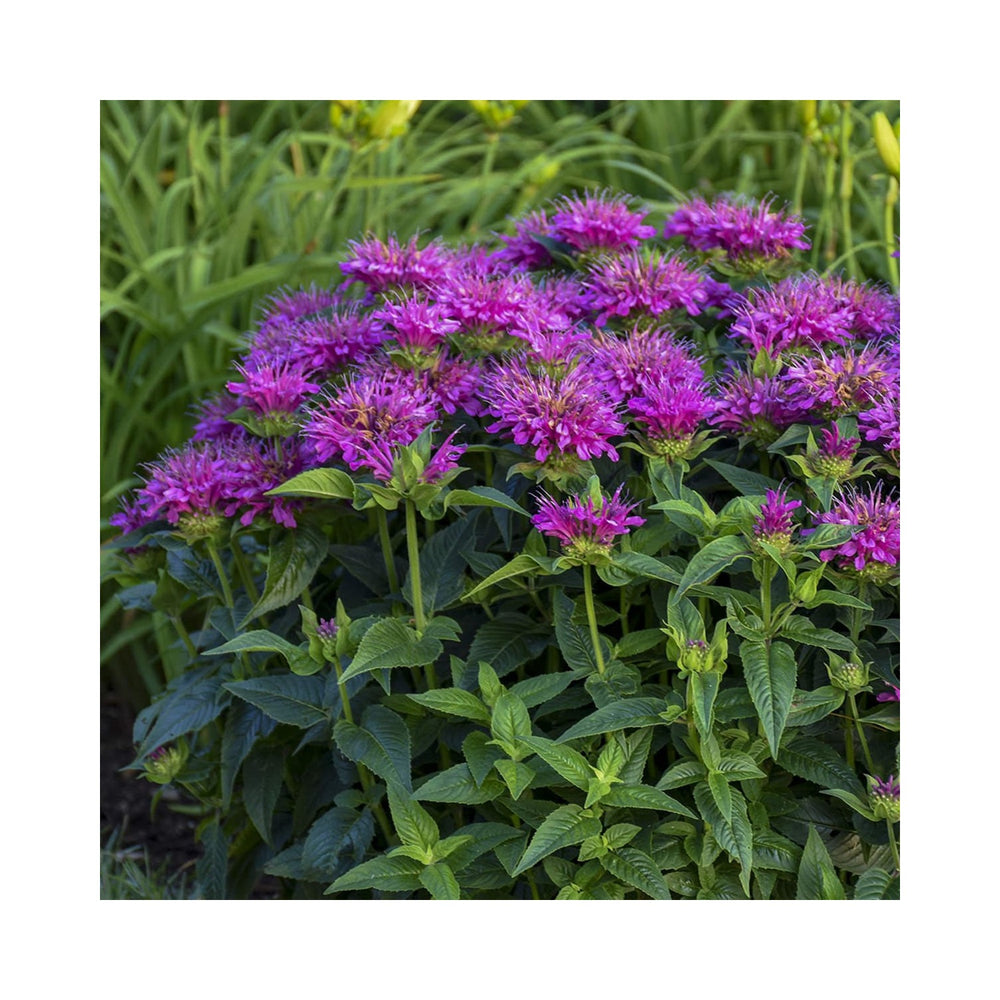 Lavender Beebalm Flower Heirloom Non Gmo Planting Fragrant Garden Blooms Flower Seeds Home [neera-v5-0b45fd40d9dac5d67574]