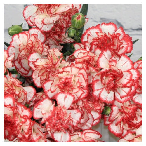 White Red Carnation Flower Seeds [neera-v5-0b5171ce10713fc4dc48]