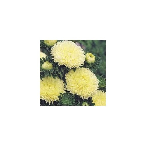 Light Yellow Aster Flower Seeds [neera-v5-0b523c0bf9034d46c7f4]