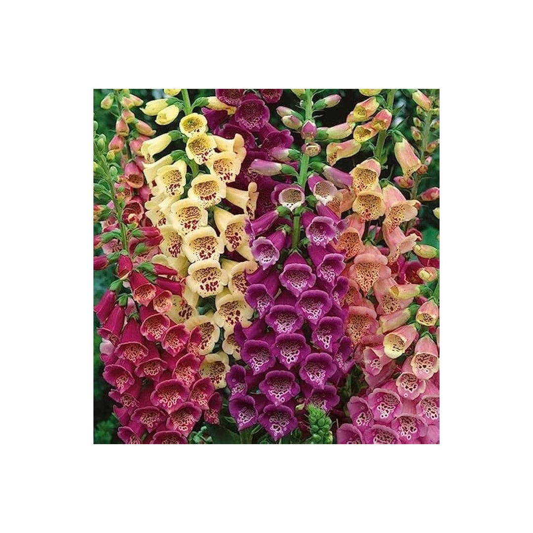 Foxglove Digitalis Purpurea Flower For Planting In Backyard Garden Beds Flower Seeds for Home [neera-v5-0b53e5b6b9a0c983e6eb]