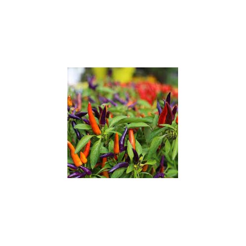 Mixed Chili Pepper Seeds for Planting [neera-v5-0b6a7882ba304271871e]