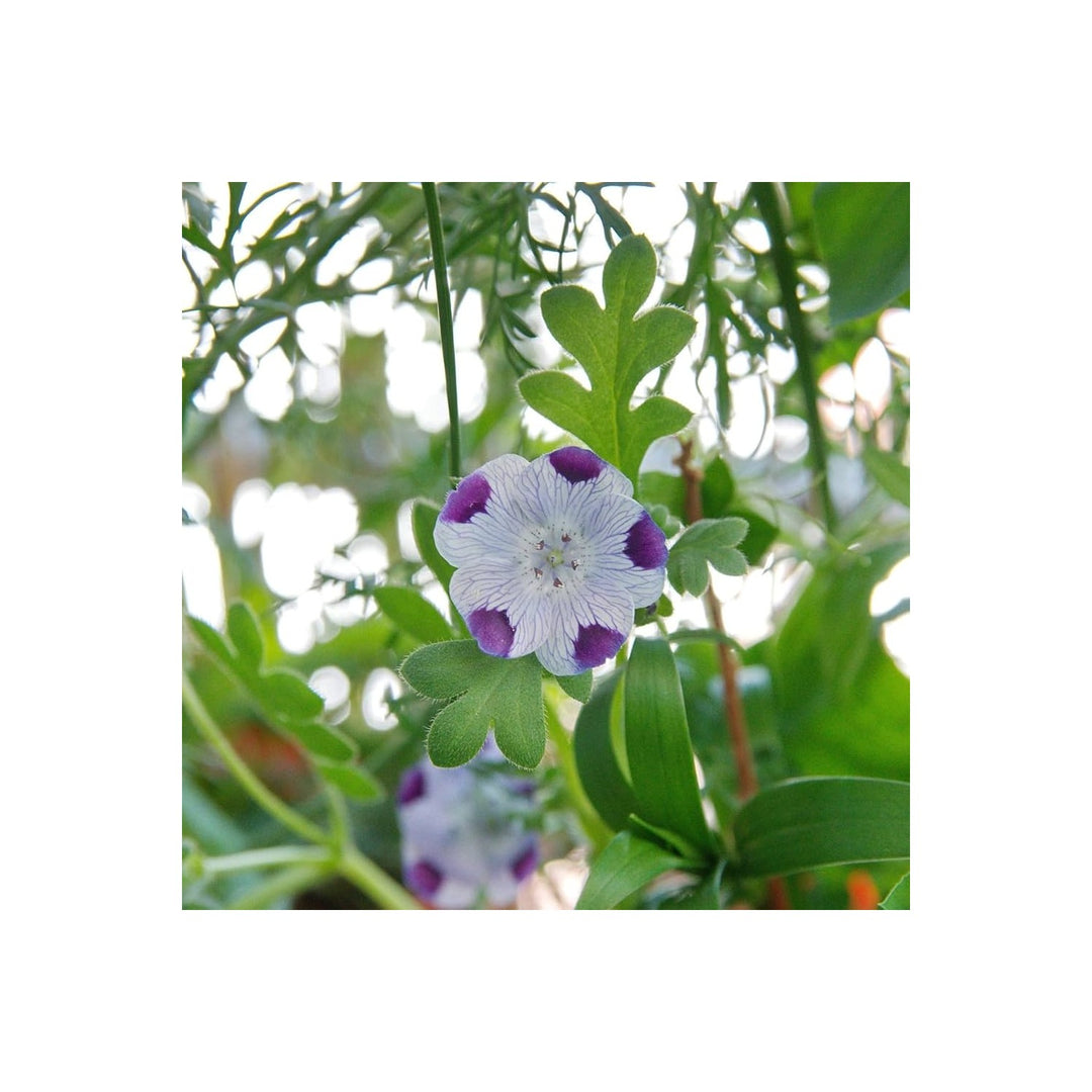 Five Spot Nemophila Maculata Flower For Planting In Backyard Flower Beds Home Garden Containers [neera-v5-0b6b67613eda1f63ec61]