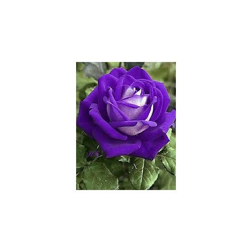 Violet White Rose Flower Seeds for Planting [neera-v5-0b6b9450479fd7d4c92f]